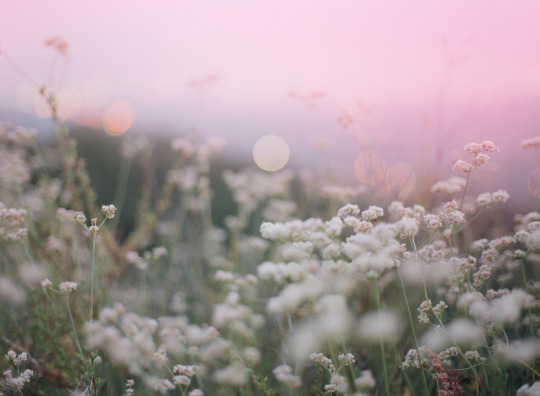 Imagen de un paisaje con cielo rosado y flores blancas
